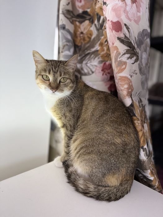 Кошечка ищет семью. Стерилизована