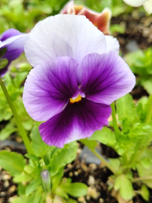 Продавам теменужки