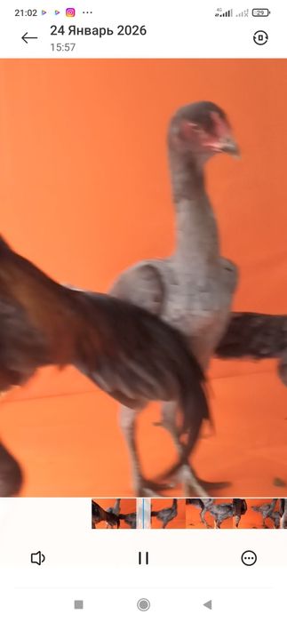 9 ойлик жожа кул