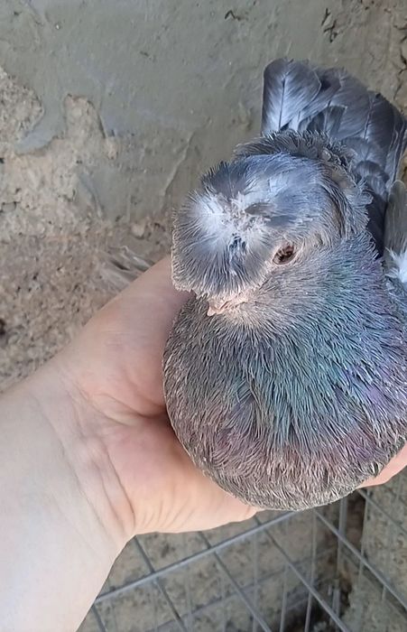 Челкар самец 6-7 месяцев