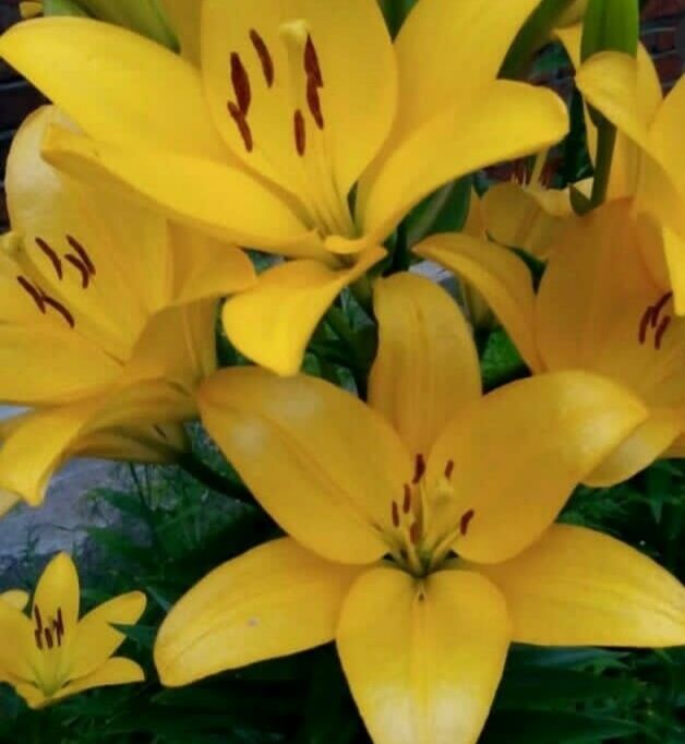 Луковицы лилий азиатских