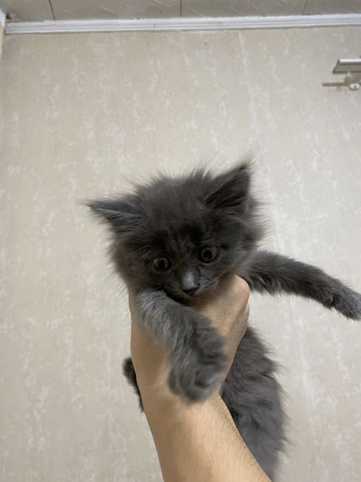 Маленький котенок