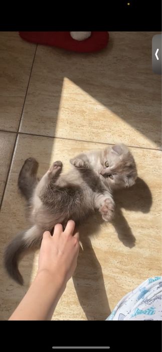 pui scottish fold