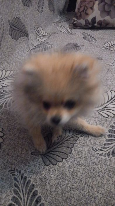 Продам доброго шпица