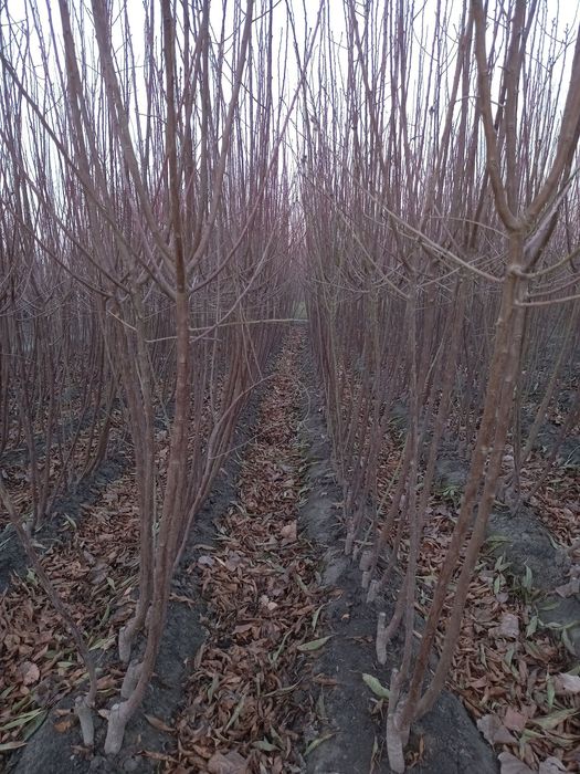 Бодом кучатлар 1 -сорт.  Нави килич ва олтиарик.