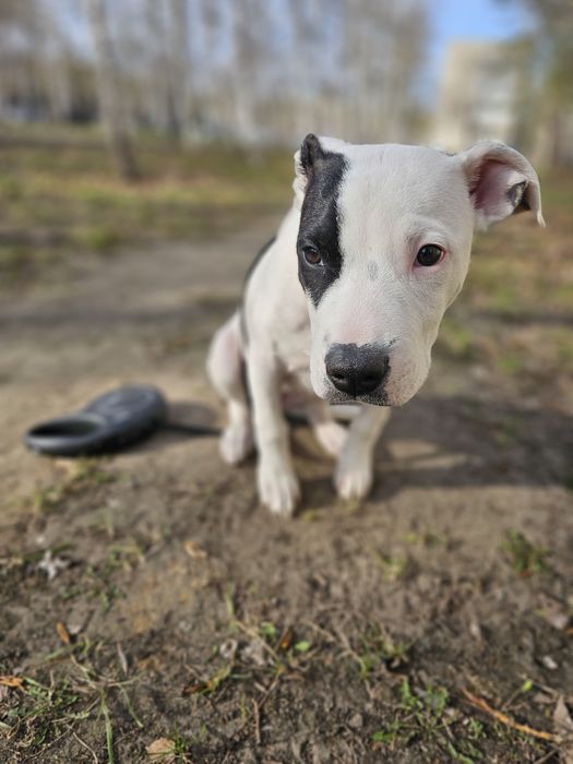 Стафорд / стафордширский терьер