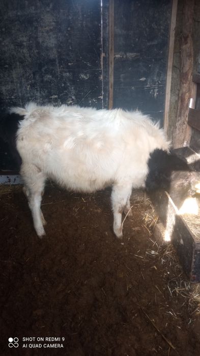 Хунажжин срочно сотилади