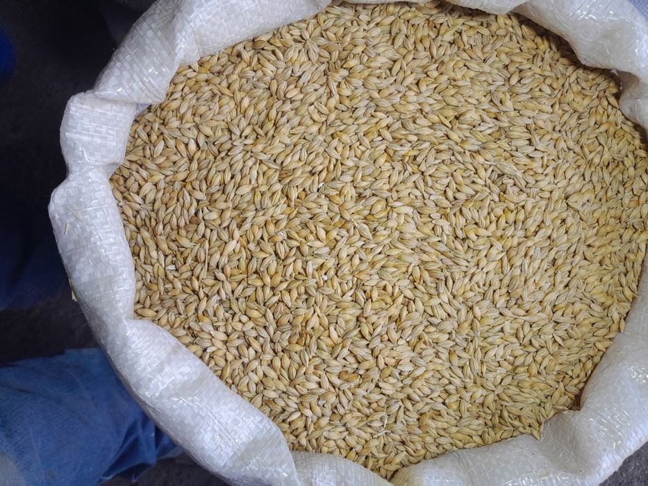 Orzoaica de primavară