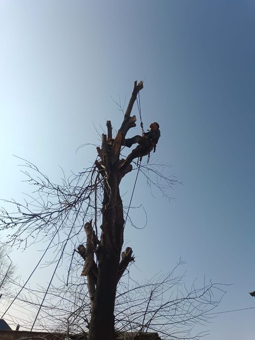 Спил деревьев Ағаш кесеміз