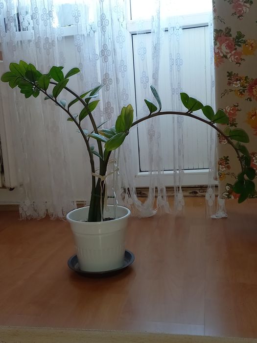 Цветы  замиокулькас