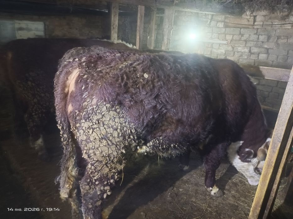 Продам бычков на мясо с откорма готвые