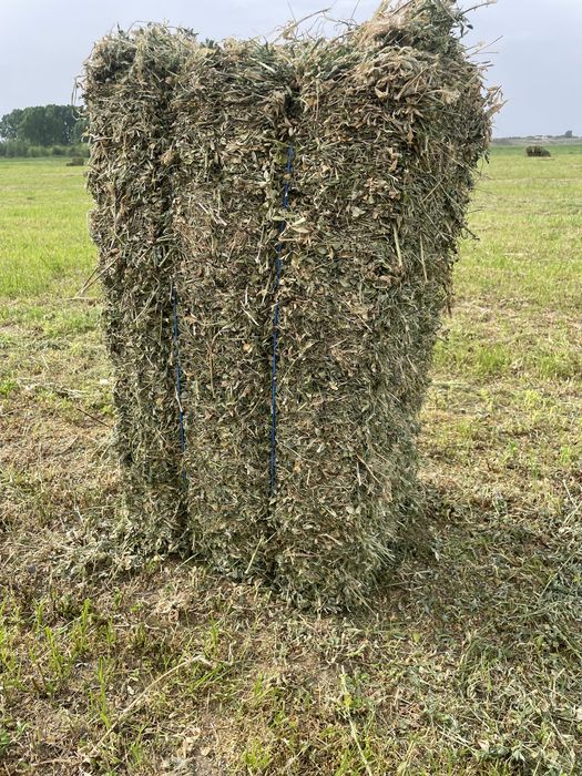 Baloti lucerna coasa 1 2025 CALITATE