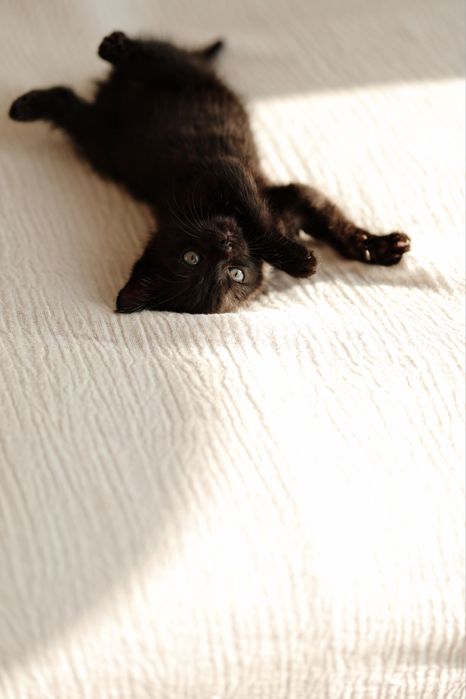 Котенок в добрые руки:)