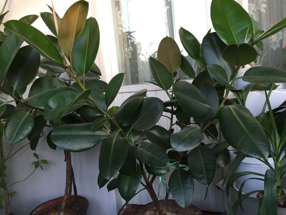 Фикус каучуконосный "Робуста" 1,75 м