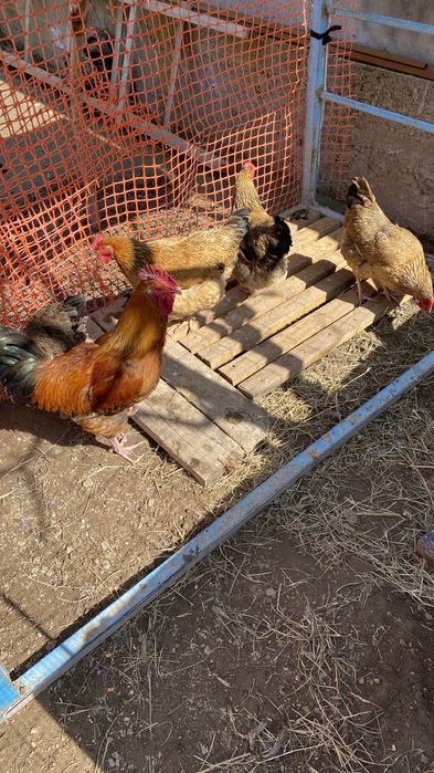 Кучин жұмыртқасы бар