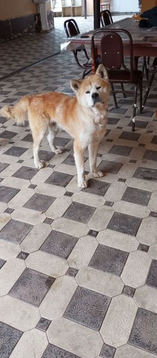 Akita inu mujik sogʻligʻi joyida