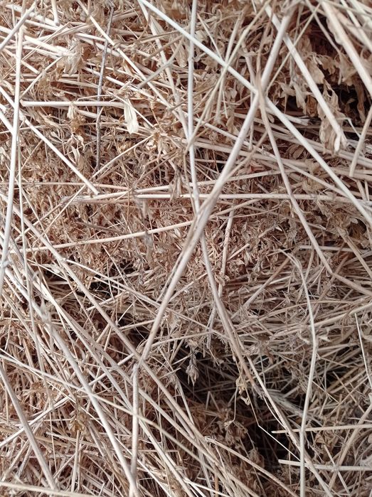 Baloți lucernă rotunzi