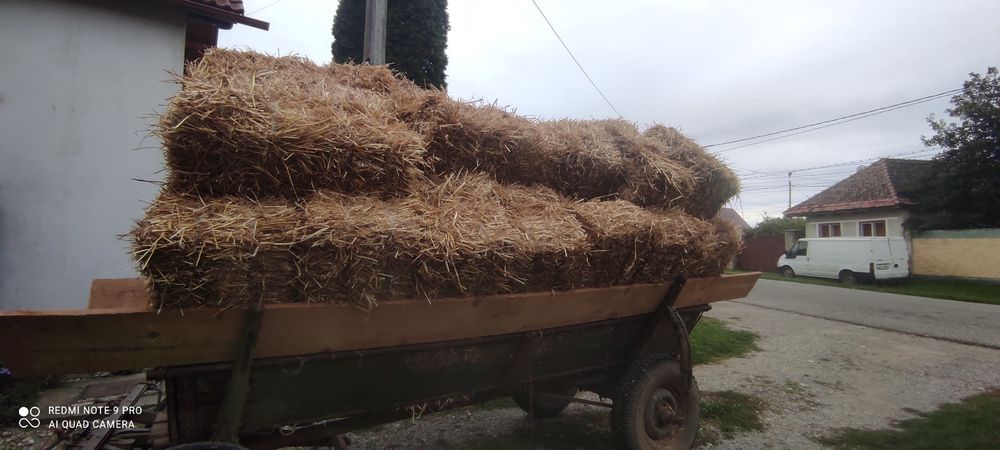 Vând baloți de paie de grâu