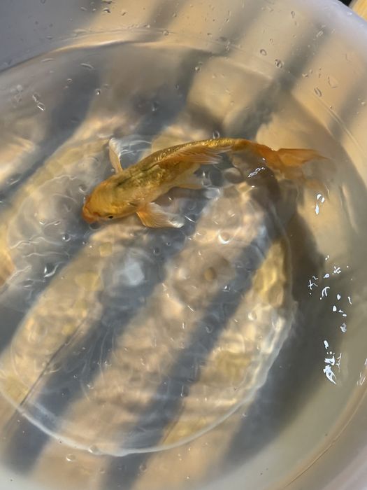 Рыбы коя Продажа