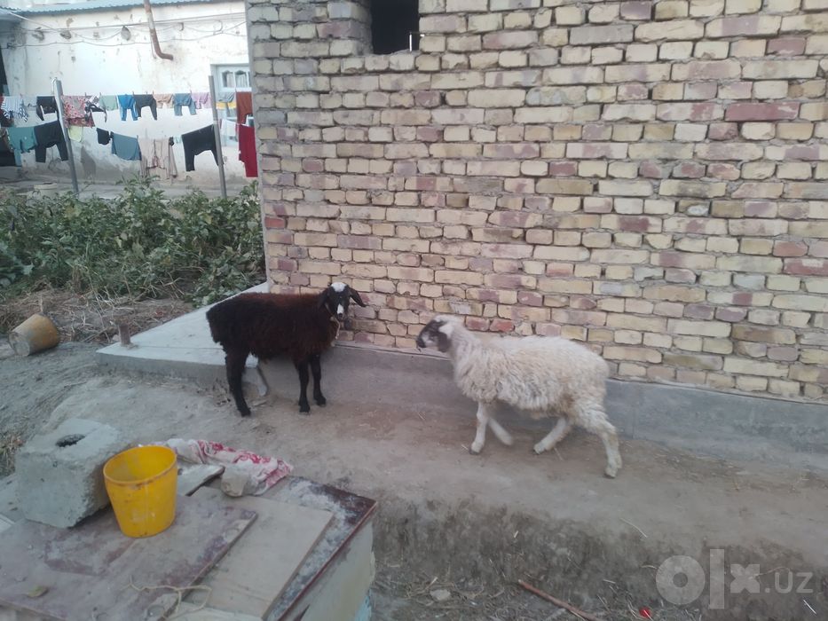 2 ta q6chqor Barra sotiladi