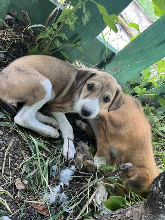 Тазы күшіктері ( щенки тазы)