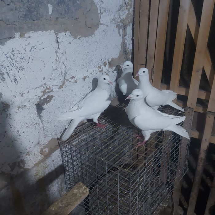 Бели Иранцы 3 пара гатовый