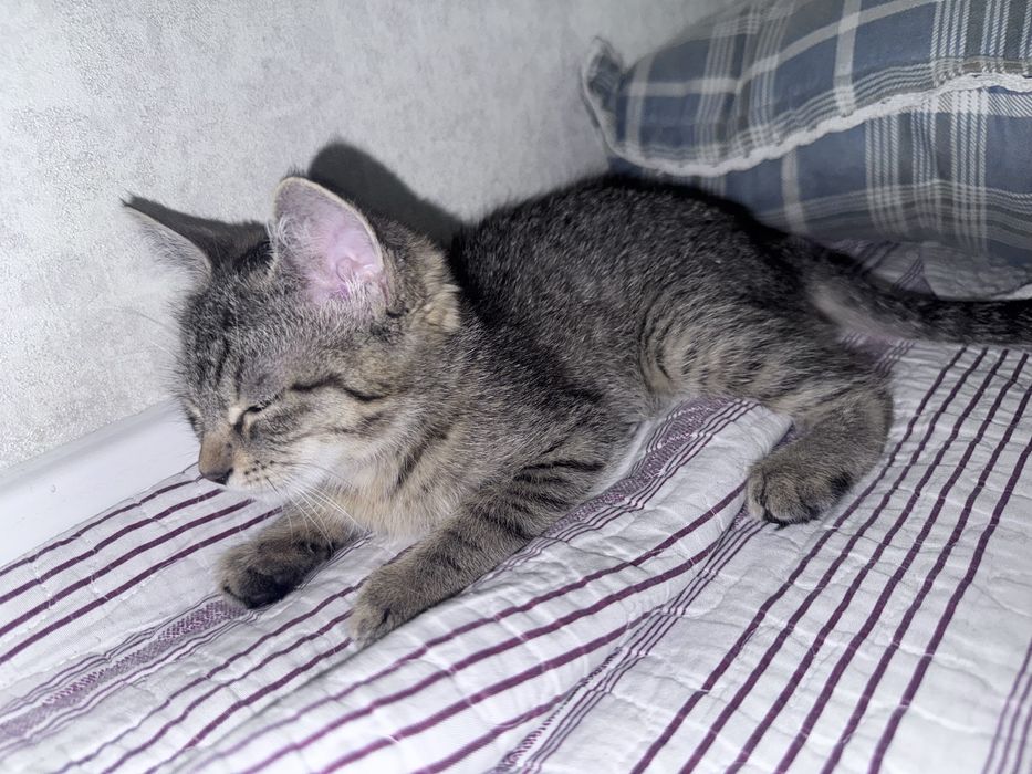 Отдам даром кошка 3-4 мес