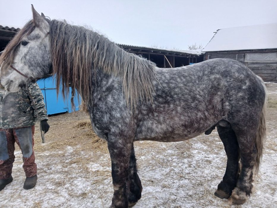 Жеребец на племя
