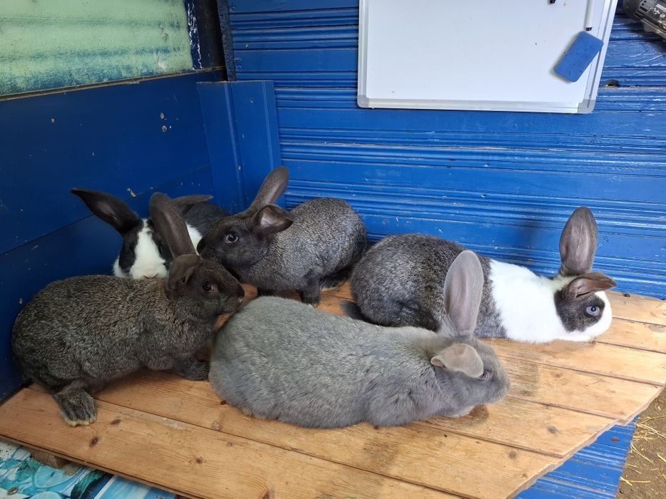 Iepuri Hycole Francez 
Vând iepuri H