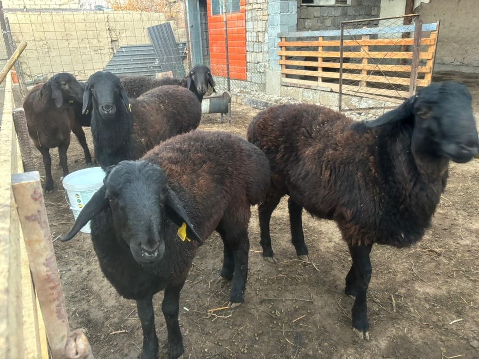 Қошқарлар бордақы семіз