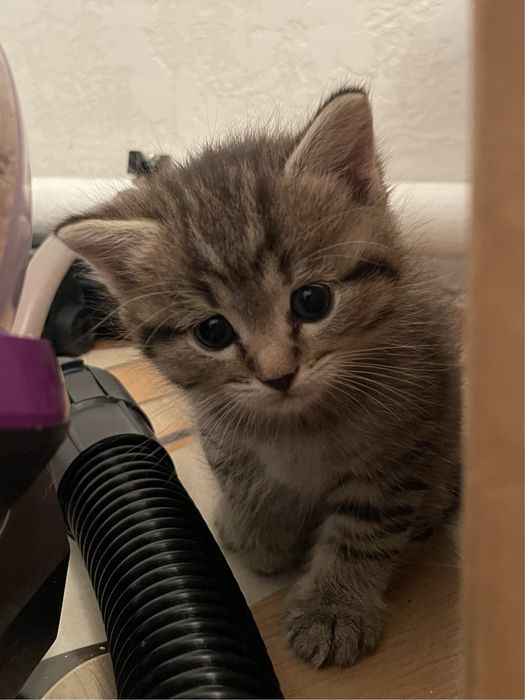 Британский котёнок