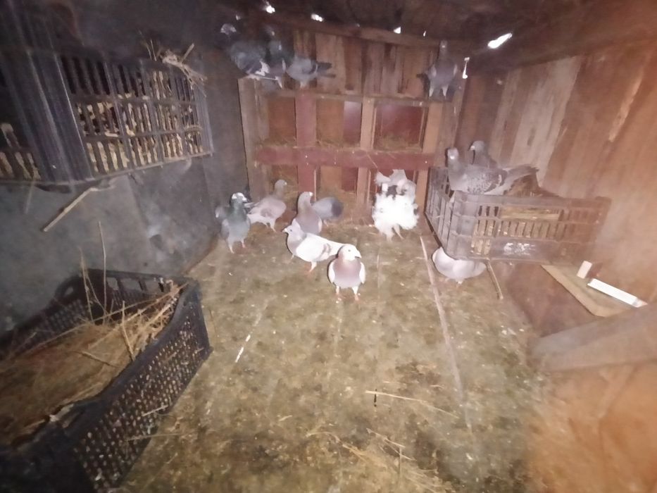 De vânzare porumbei