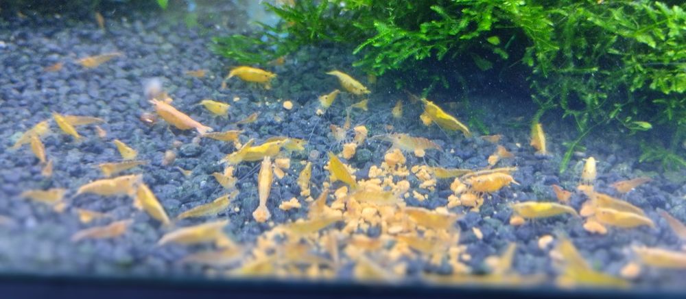 Creveți galbeni / Creveți yellow acvariu