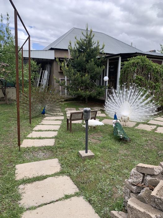 Продам яйцо павлина