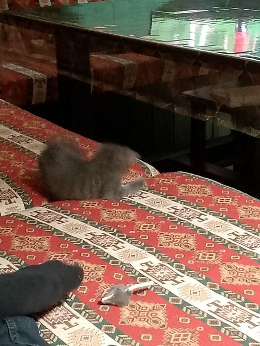 Котенок британский