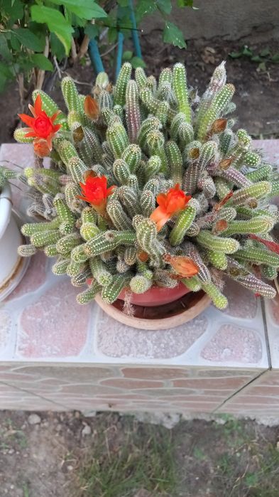 CACTUȘI INFLORITI Diverse MODELE,Culori,crescuți ghiveci cu rădăcini