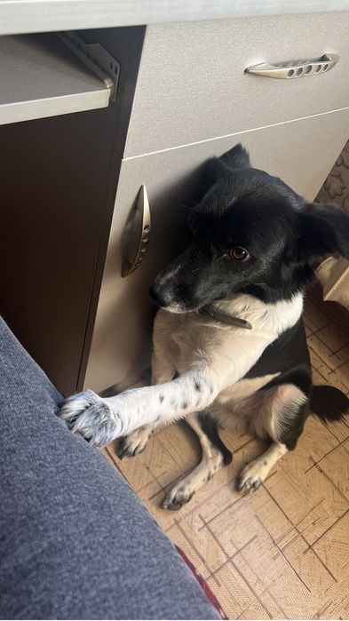 Собака в добрые руки