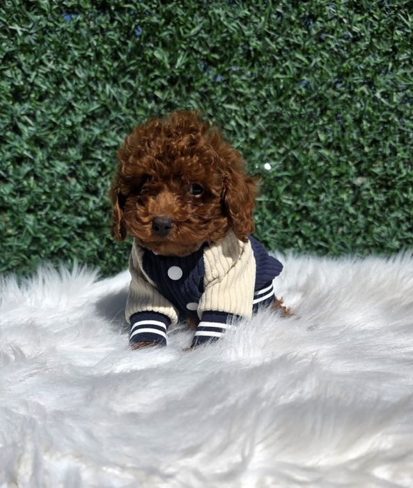 Пудел Той момче с родословие