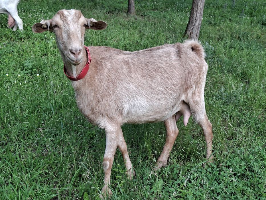 Capre de vanzare