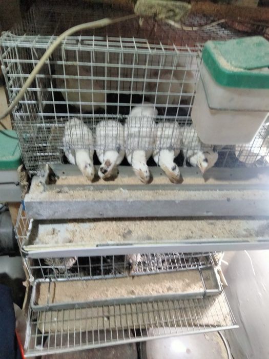 Vând pui și ouă de Prepelițe