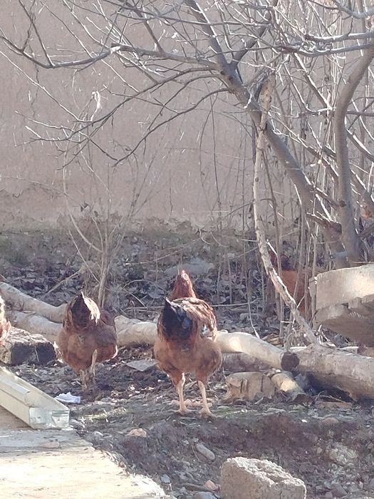 Xanxayap xoʻrozlari