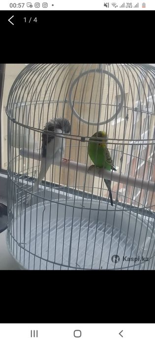 Срочно продам попугаев