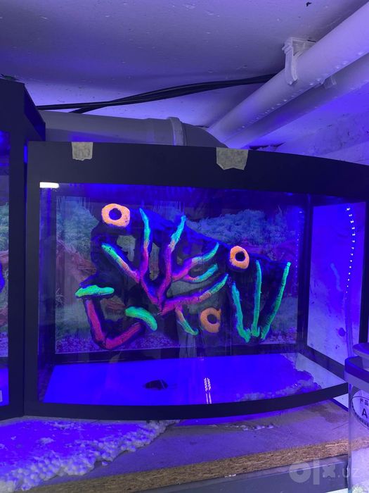 Akvarium va Baliqlar Do'koni MAGAZIN