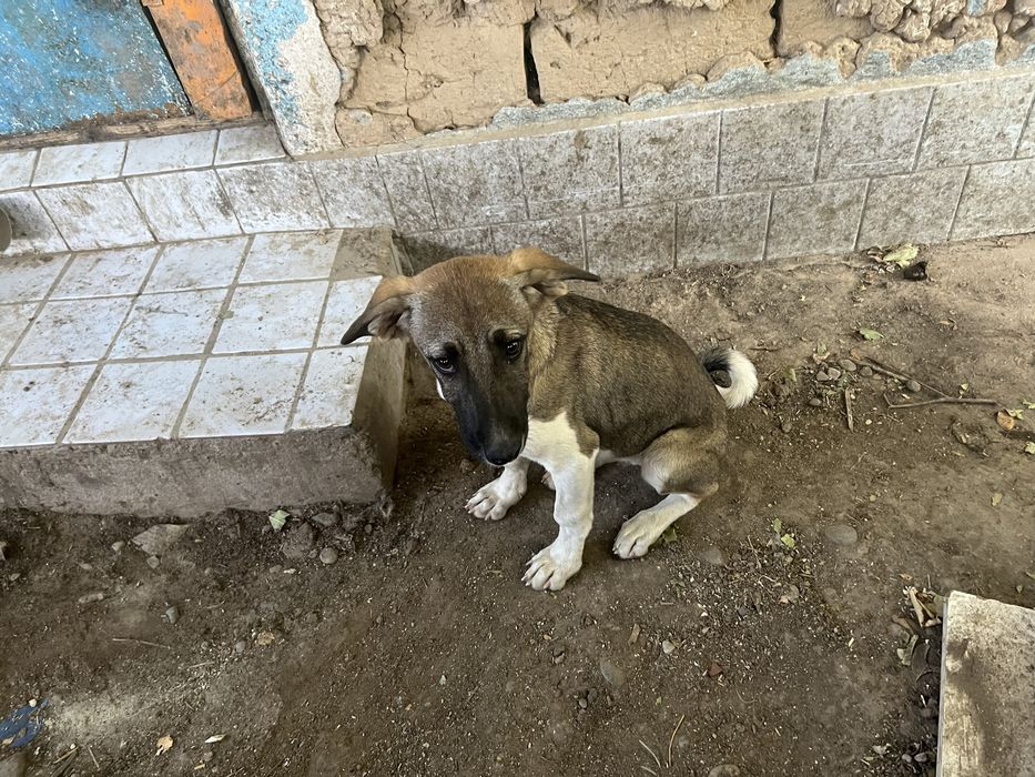 Щенок-подросток девочка