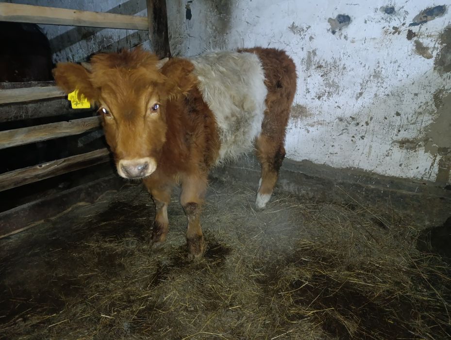 Потсос сатылады Ұрғашы