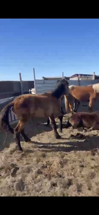 Жылқылар сатылады 14 бас