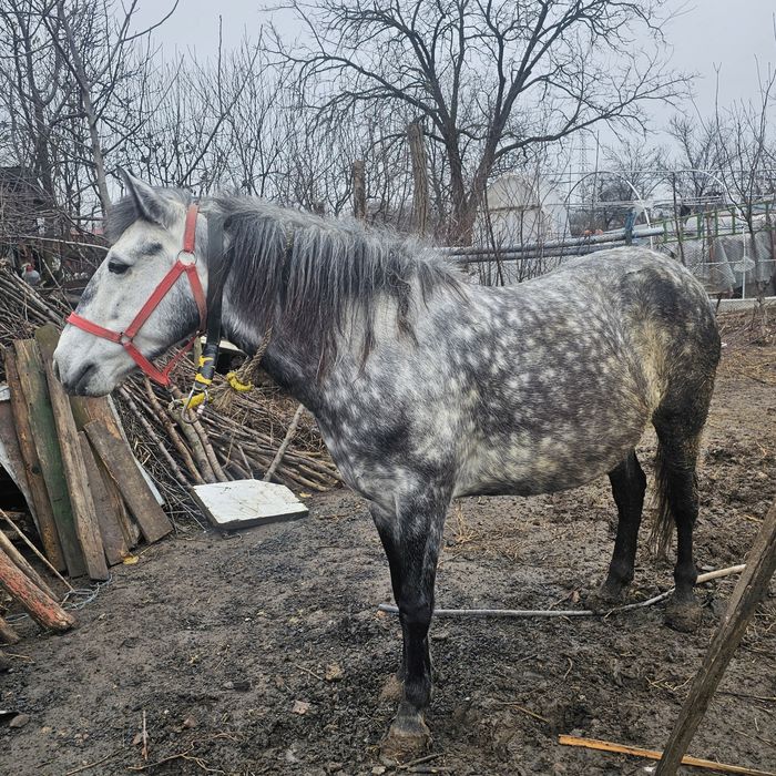 Iapa de vânzare 5 ani