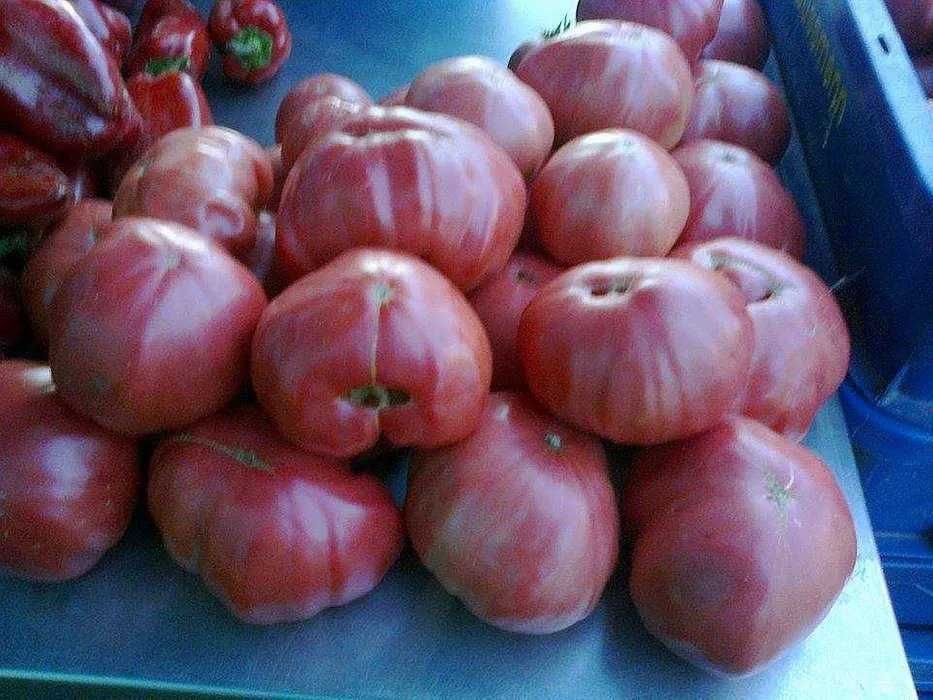 Rasaduri  de legume si plante aromatice - de calitate !