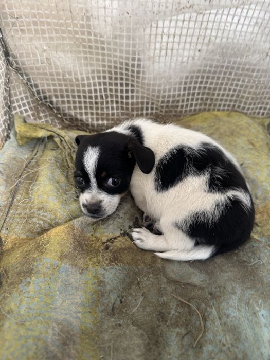 Pui de cățel spre adopție – talie mică/medie, foarte iubitori și jucăuși