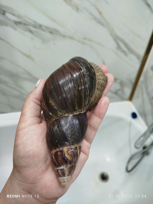 Продам улиток ахатины